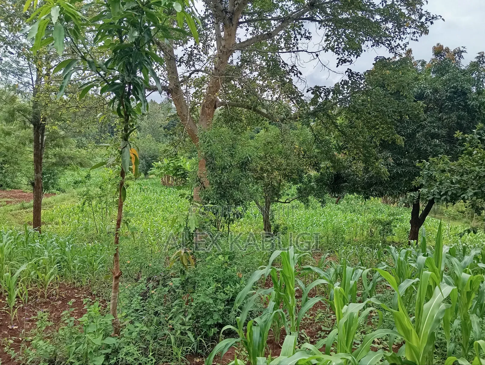 Murang'a Land for Sale