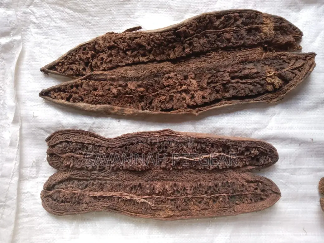 Sausage Tree, Kigelia Africana - Muratina Fruits (5 Pieces)