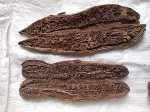 Sausage Tree, Kigelia Africana - Muratina Fruits (5 Pieces)