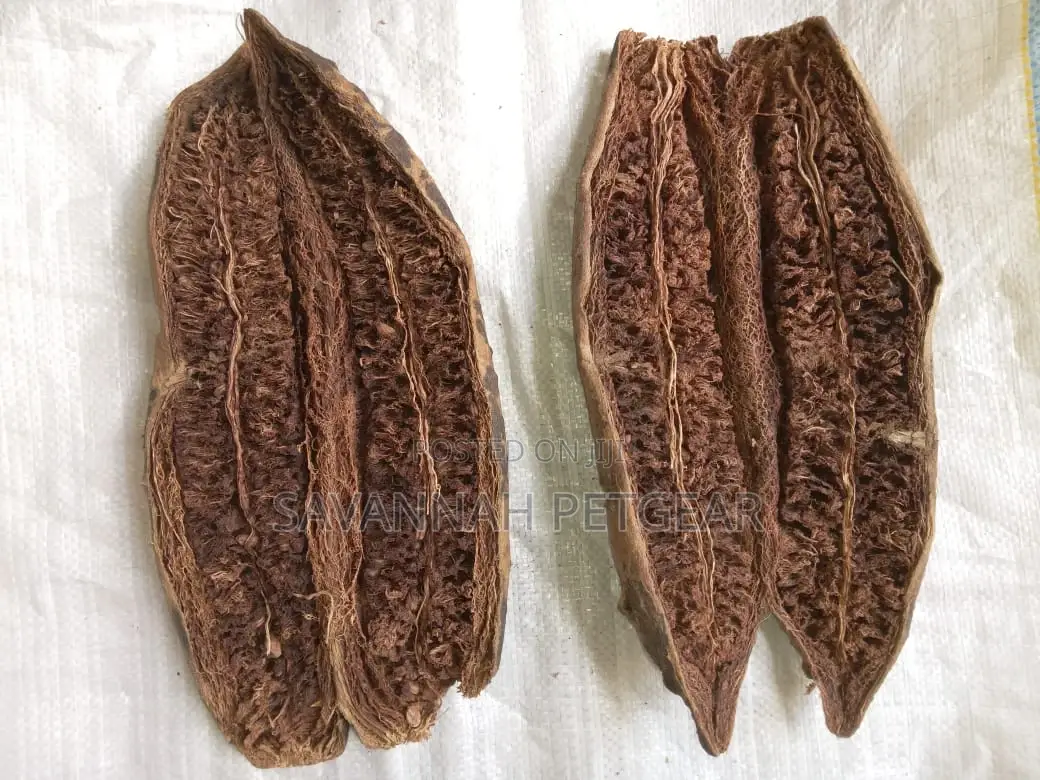 Sausage Tree, Kigelia Africana - Muratina Fruits (5 Pieces)