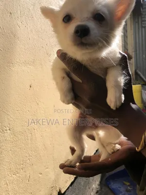 1-3 months Female Purebred Japanese Spitz