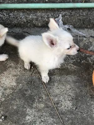 1-3 months Male Purebred Japanese Spitz
