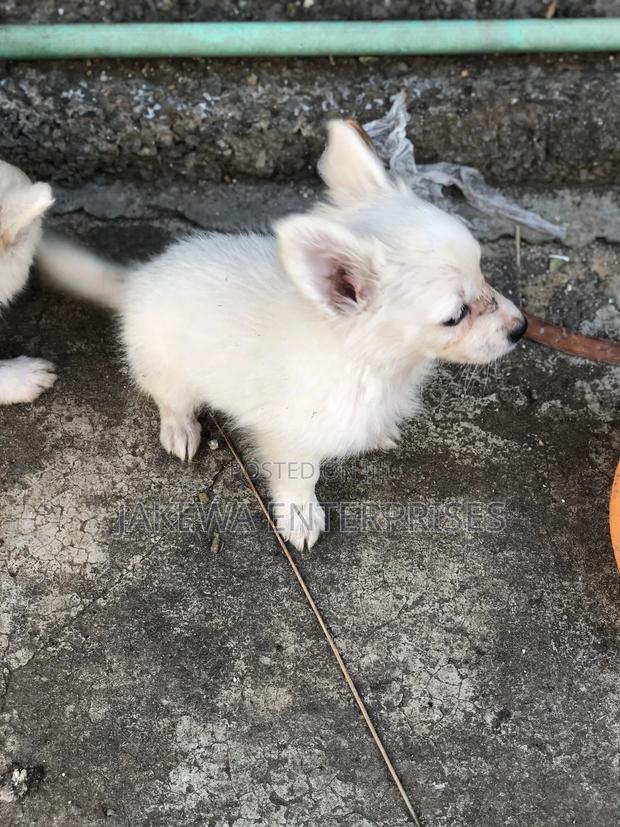 1-3 months Male Purebred Japanese Spitz