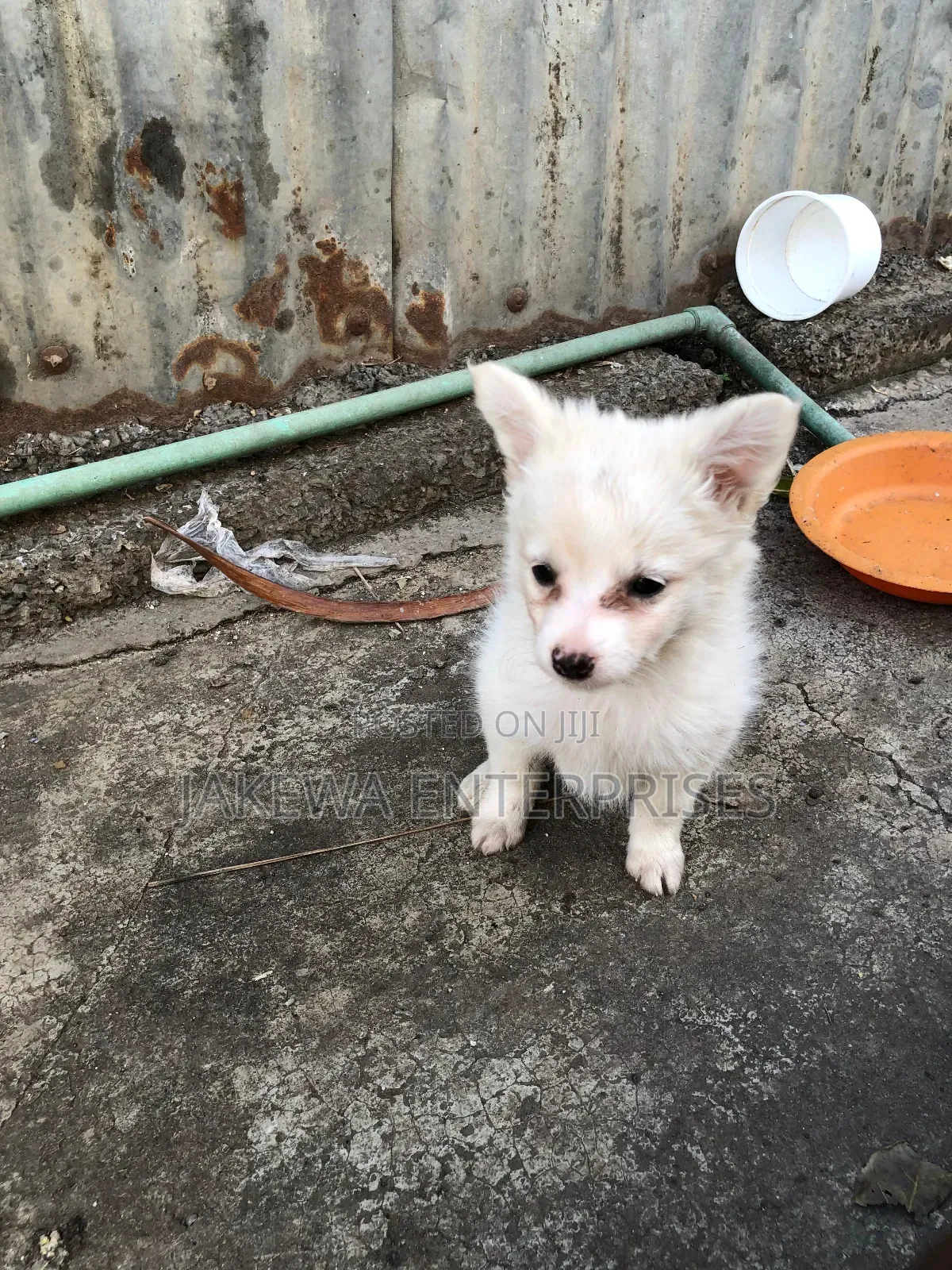 1-3 months Male Purebred Japanese Spitz