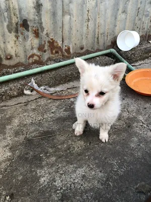 1-3 months Male Purebred Japanese Spitz