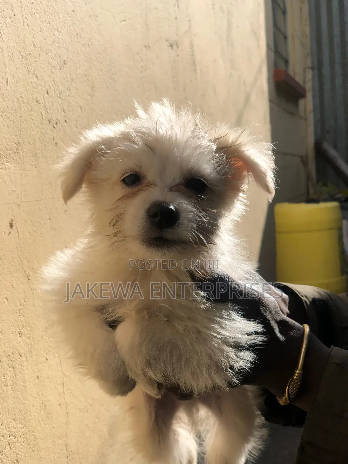 1-3 months Male Purebred Japanese Spitz