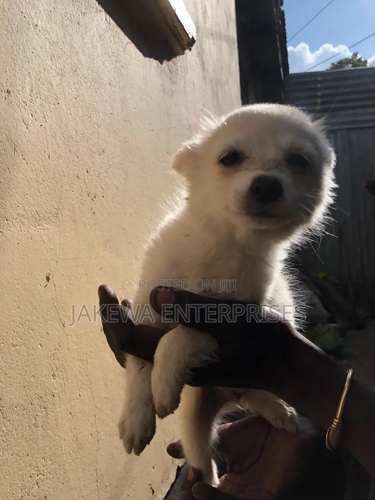 1-3 months Male Purebred Japanese Spitz