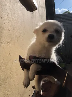 1-3 months Male Purebred Japanese Spitz