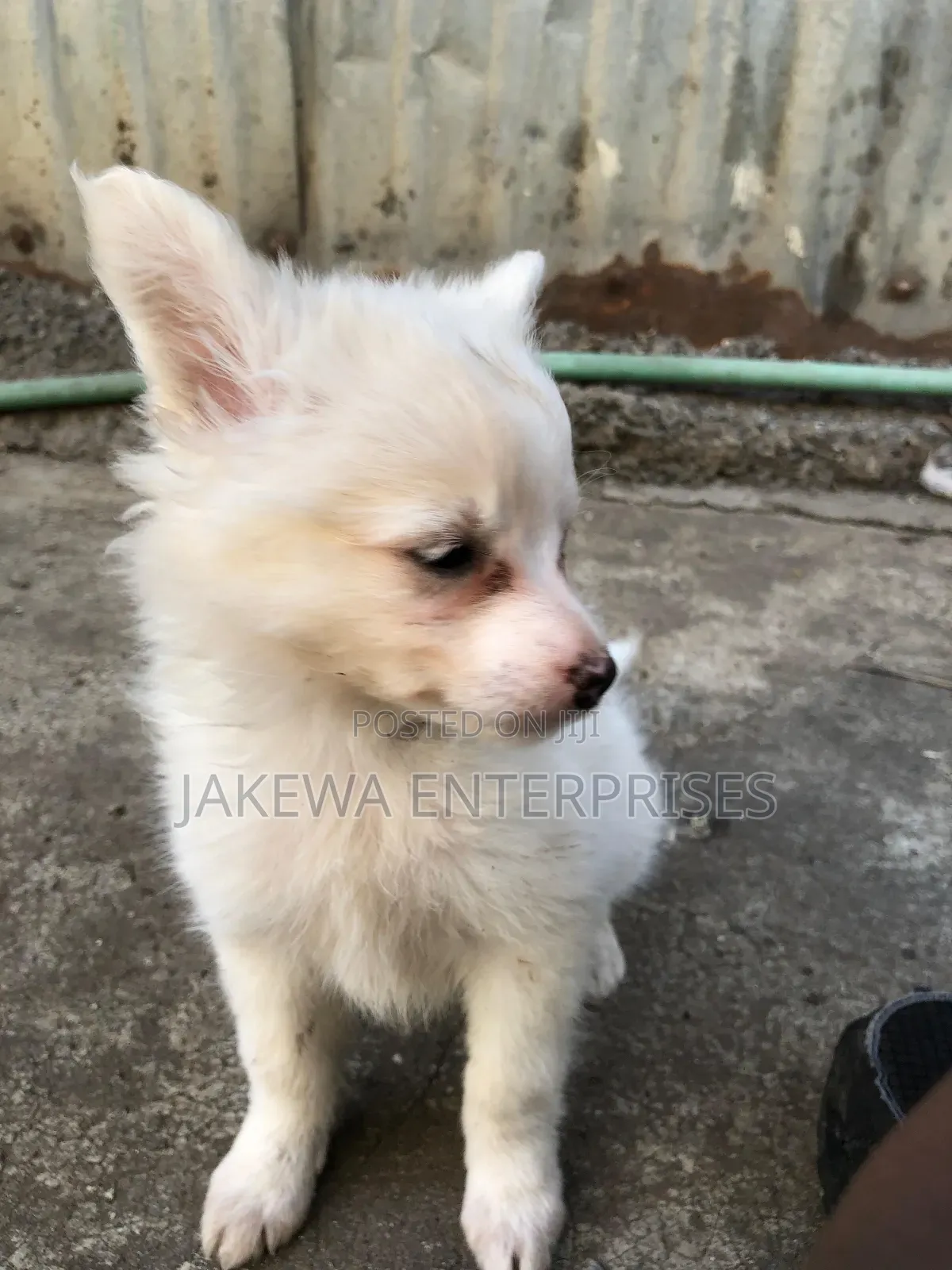 1-3 months Male Purebred Japanese Spitz