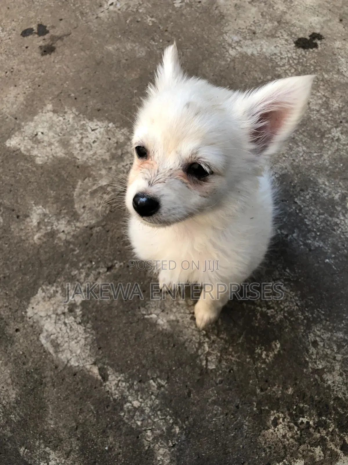 1-3 months Male Purebred Japanese Spitz