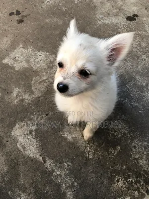 1-3 months Male Purebred Japanese Spitz