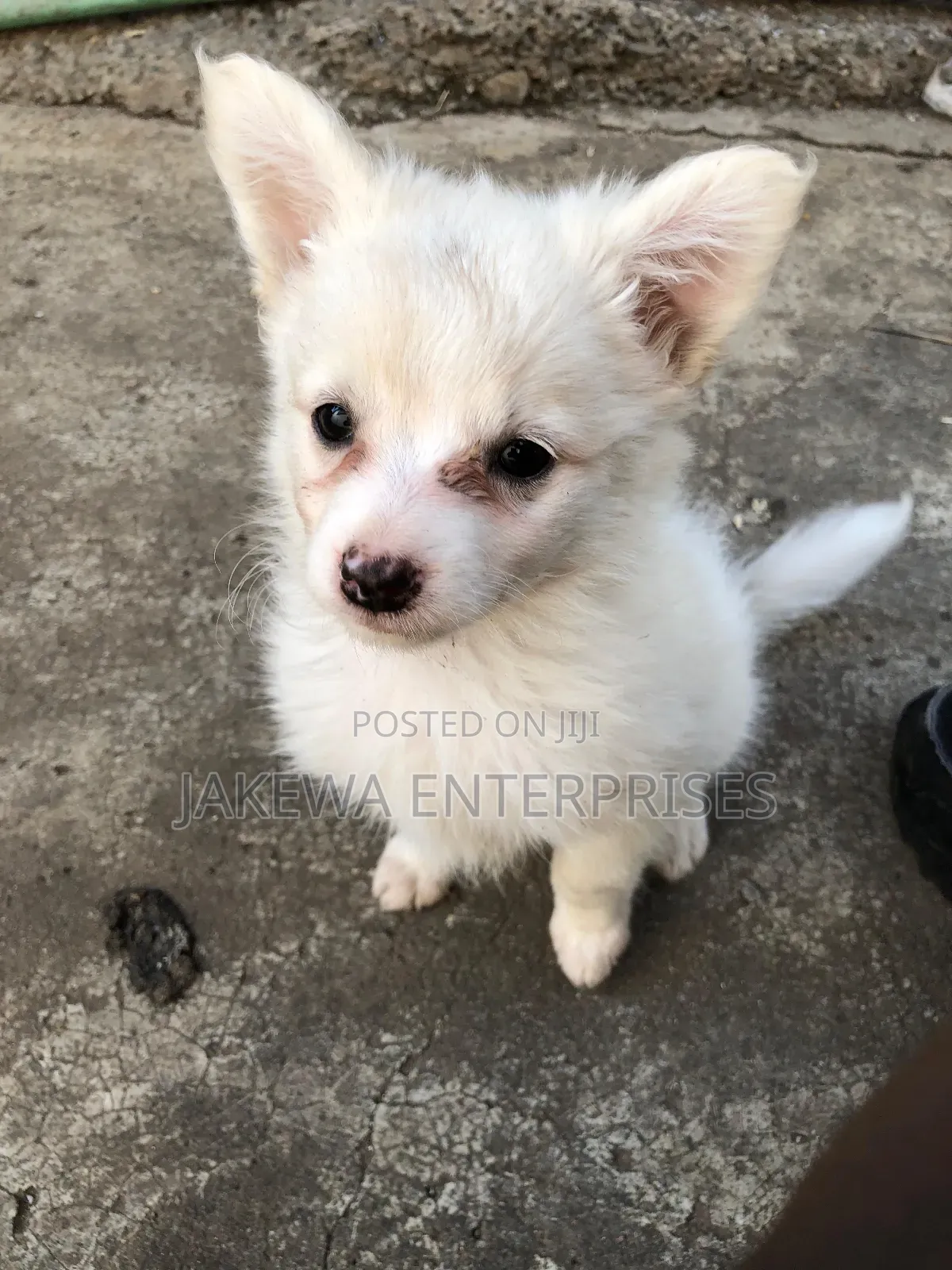 1-3 months Female Purebred Japanese Spitz