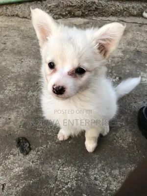 1-3 months Female Purebred Japanese Spitz
