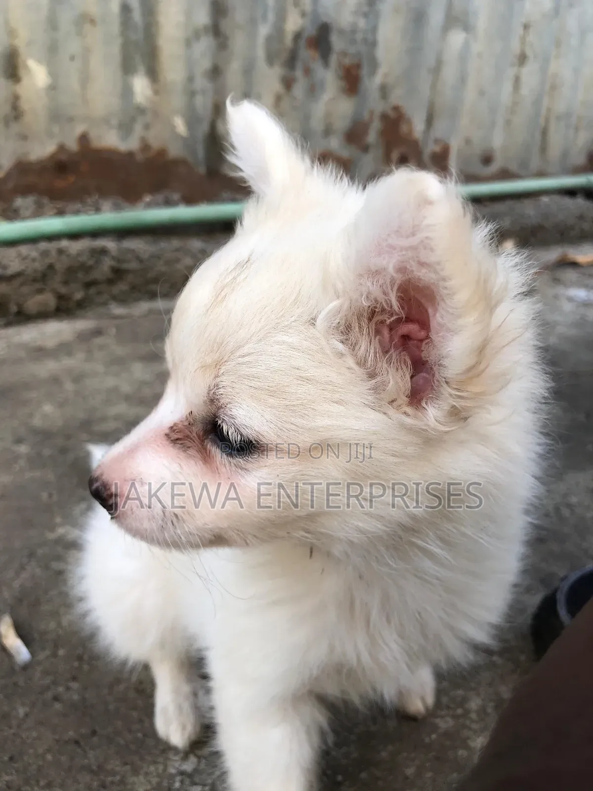 1-3 months Female Purebred Japanese Spitz