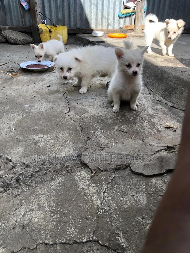 1-3 months Female Purebred Japanese Spitz - main view