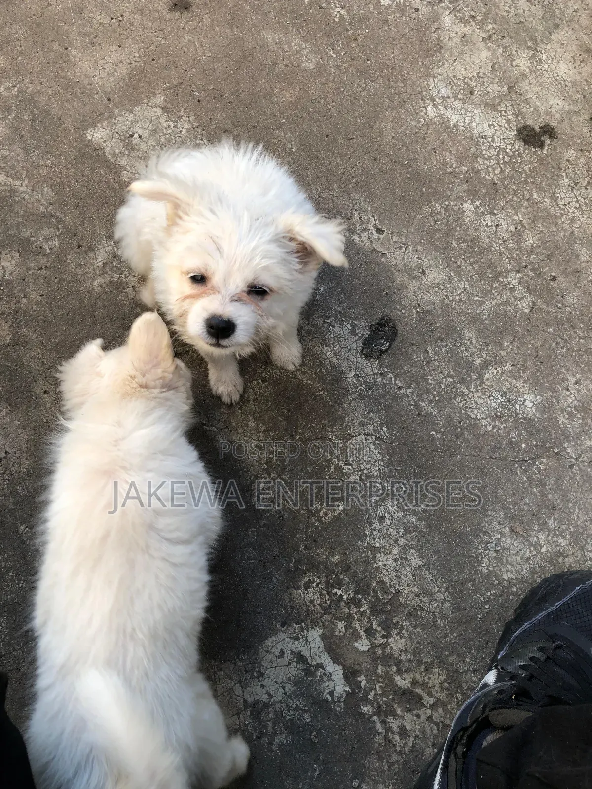 1-3 months Male Purebred Japanese Spitz