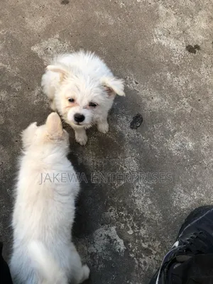 1-3 months Male Purebred Japanese Spitz
