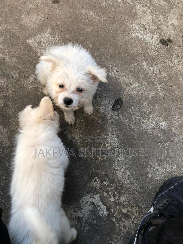 1-3 months Male Purebred Japanese Spitz - thumbnail 2