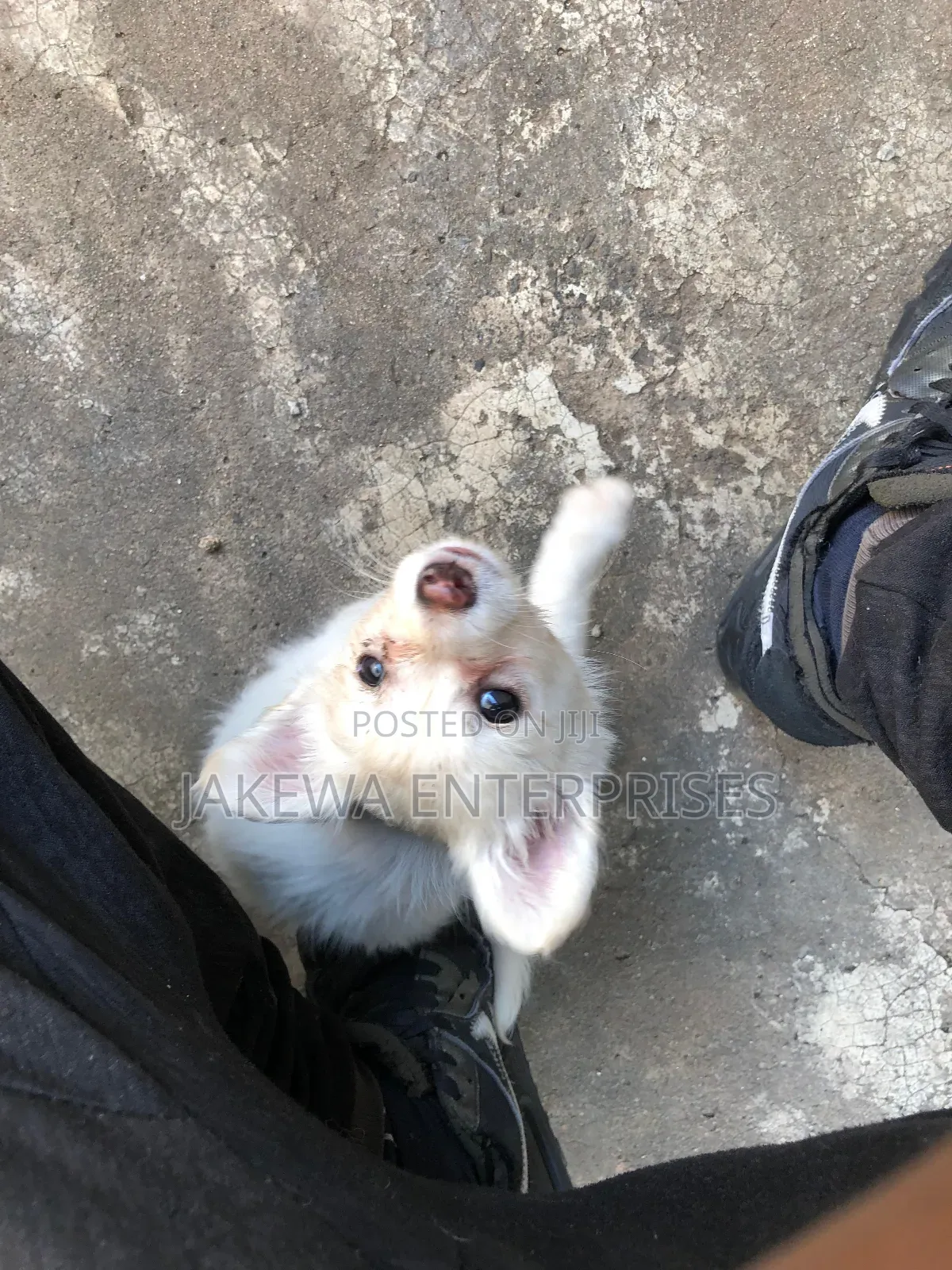 1-3 months Male Purebred Japanese Spitz