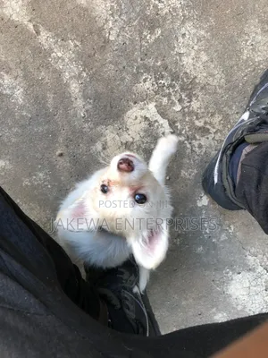 1-3 months Male Purebred Japanese Spitz