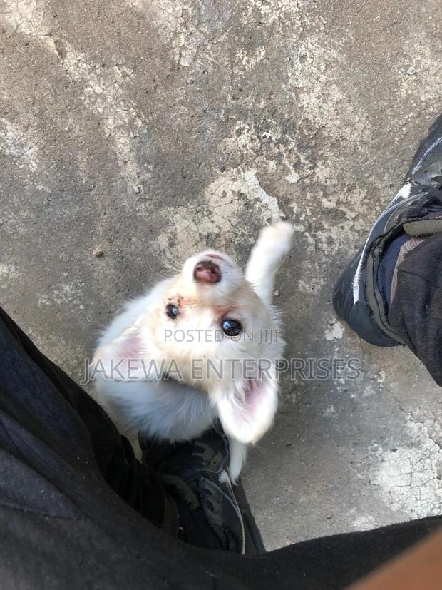 1-3 months Male Purebred Japanese Spitz - thumbnail 3