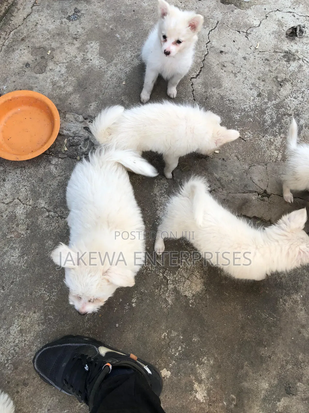 1-3 months Male Purebred Japanese Spitz