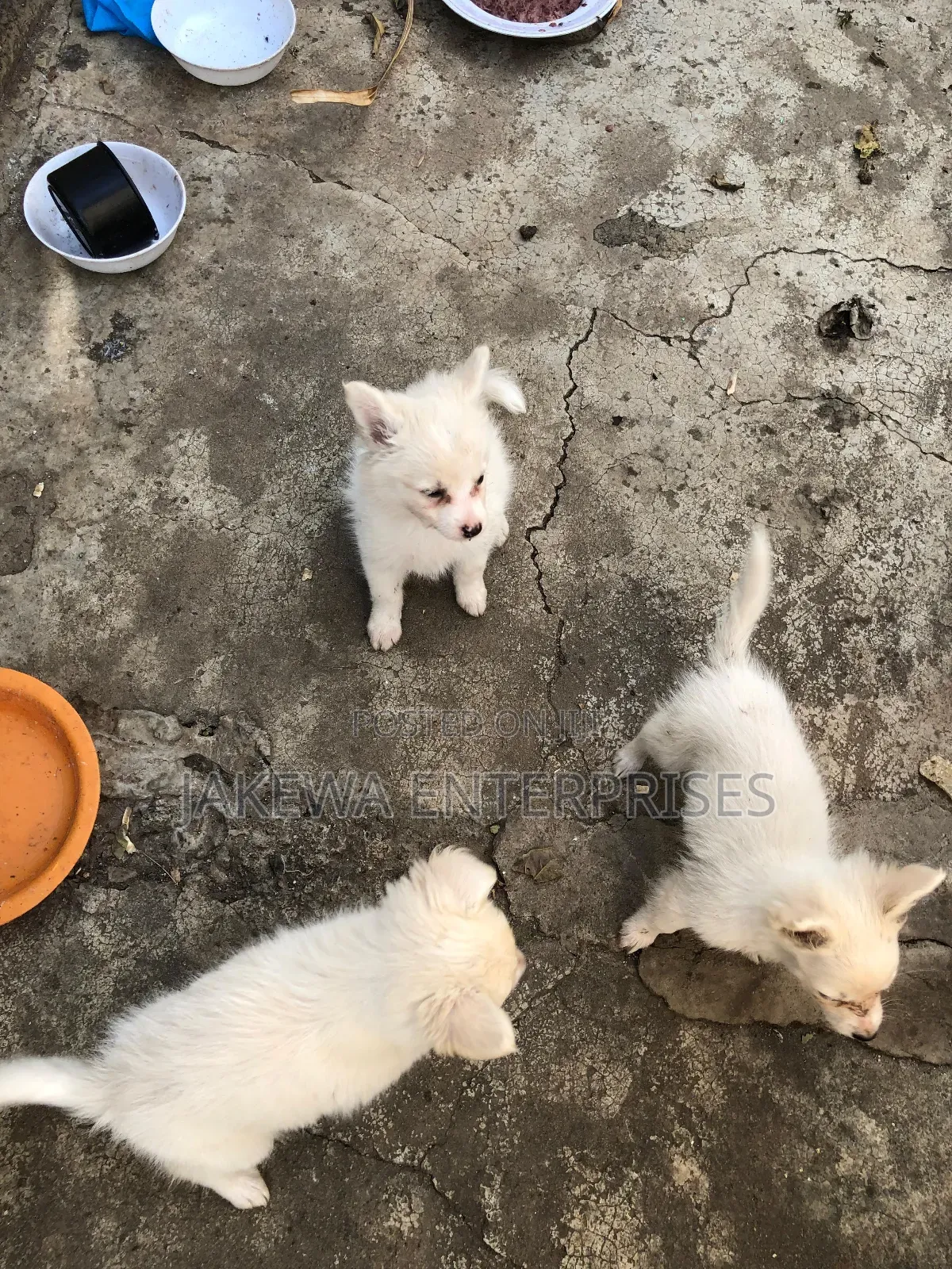 1-3 months Female Purebred Japanese Spitz
