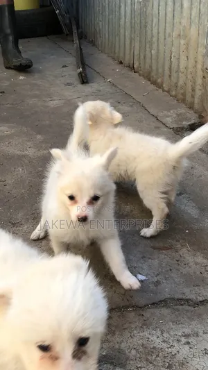1-3 months Female Purebred Japanese Spitz
