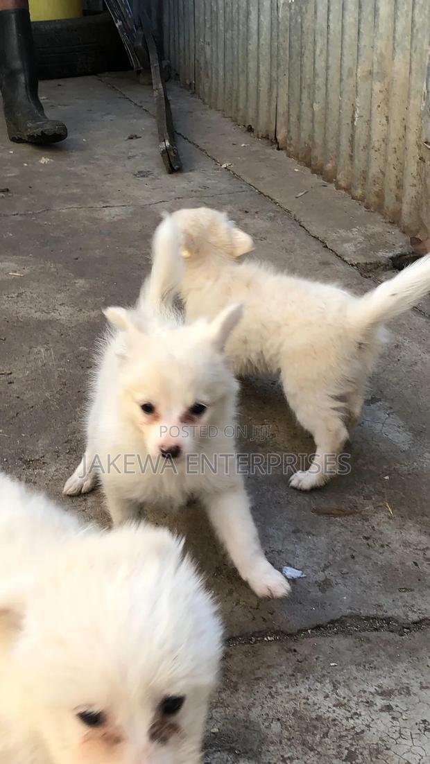 1-3 months Female Purebred Japanese Spitz