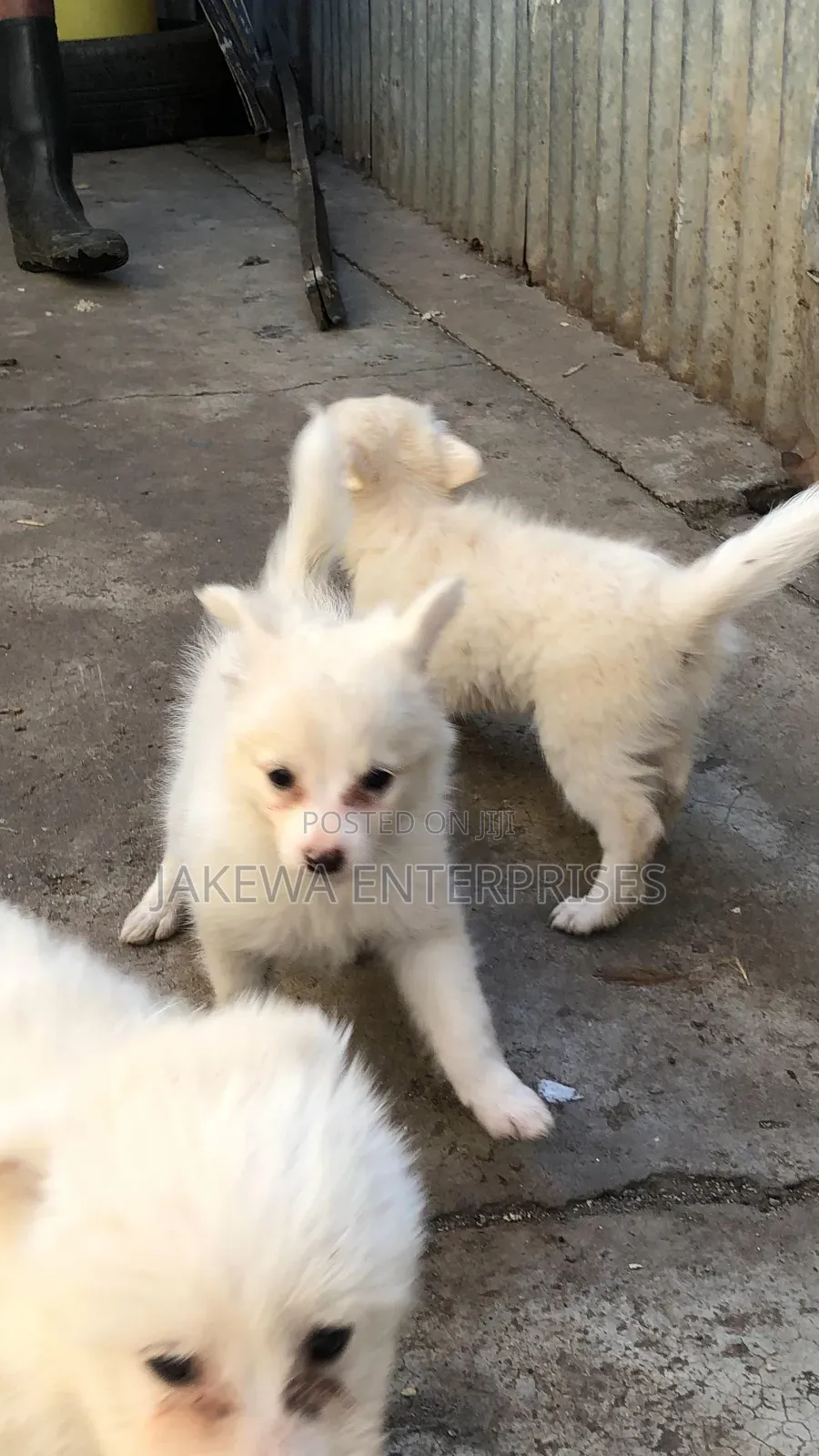 1-3 months Female Purebred Japanese Spitz