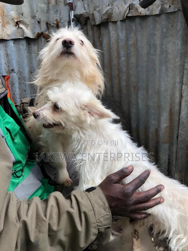 1-3 months Female Purebred Japanese Spitz - thumbnail 4