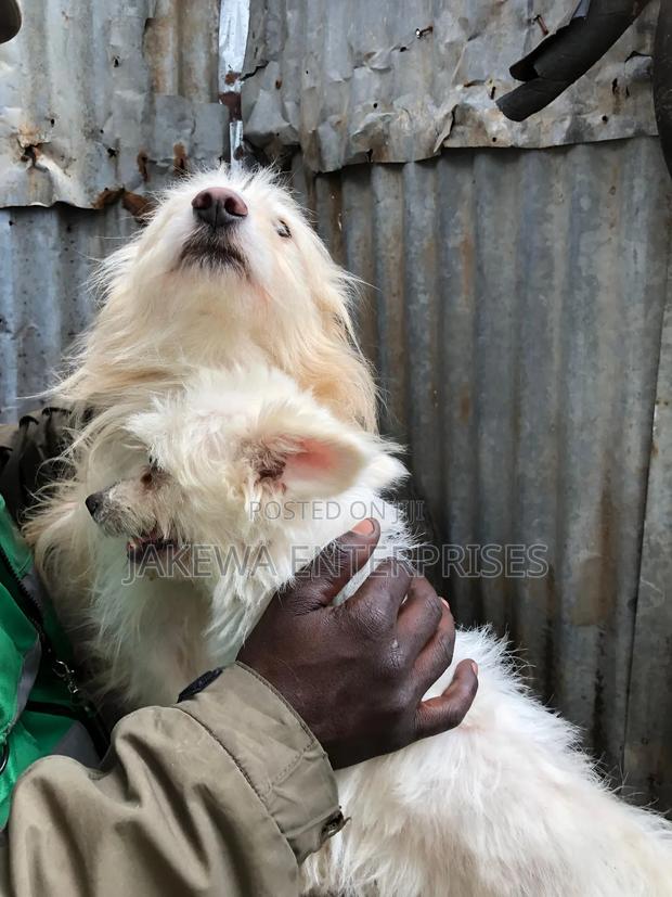 1-3 months Female Purebred Japanese Spitz - thumbnail 5