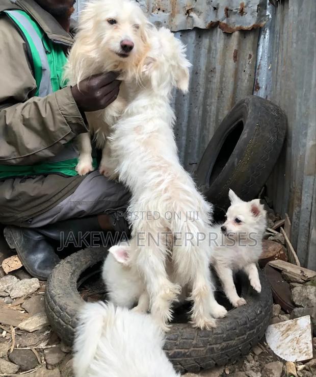 1-3 months Female Purebred Japanese Spitz - thumbnail 3