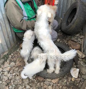 1-3 months Female Purebred Japanese Spitz - thumbnail 2