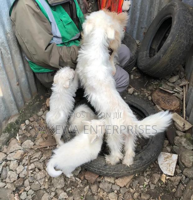 1-3 months Female Purebred Japanese Spitz - main view