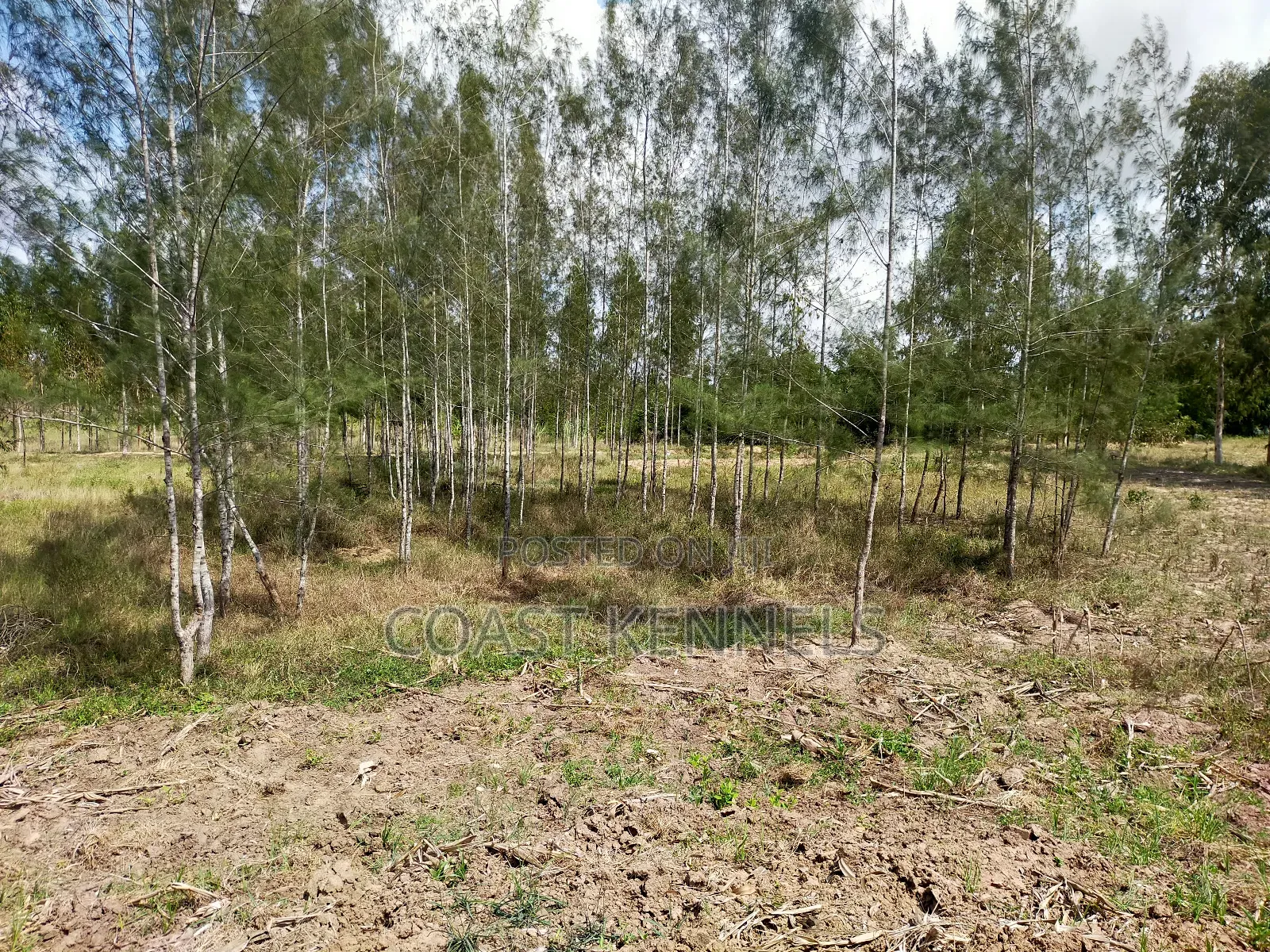 2.5 Acres, Farm in Kaloleni for Quick Sale.