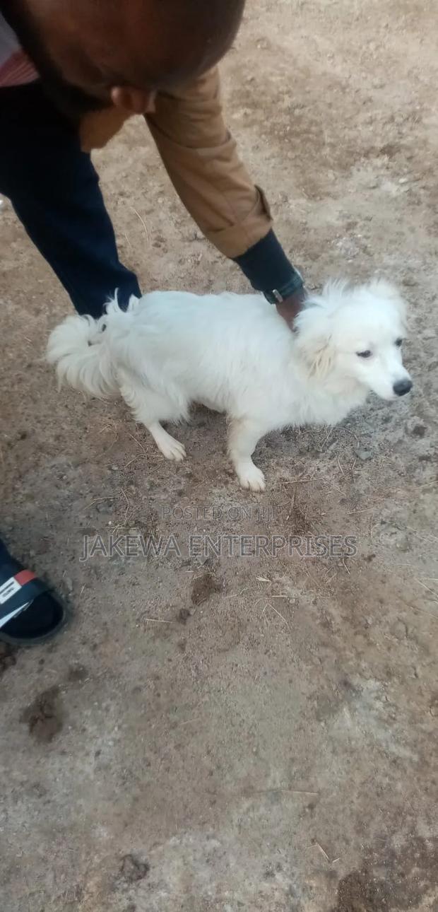 3-6 months Male Purebred Japanese Spitz - main view