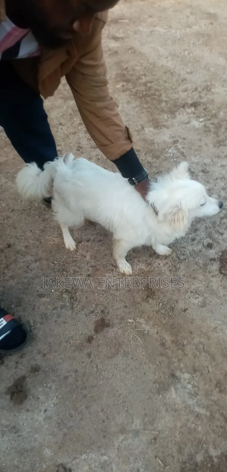 3-6 months Male Purebred Japanese Spitz