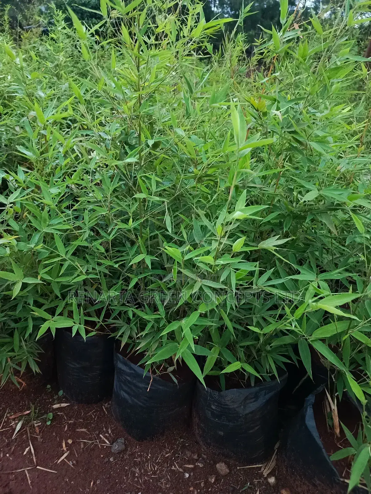 Miniature/ Ornamental Bamboo Whole Sale Price