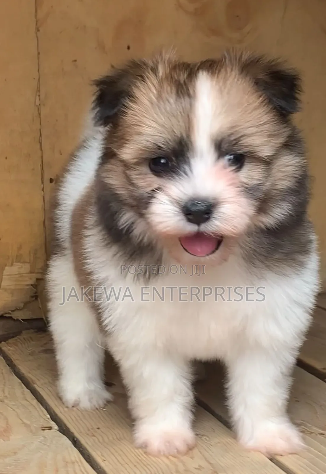 1-3 months Male Purebred Havanese