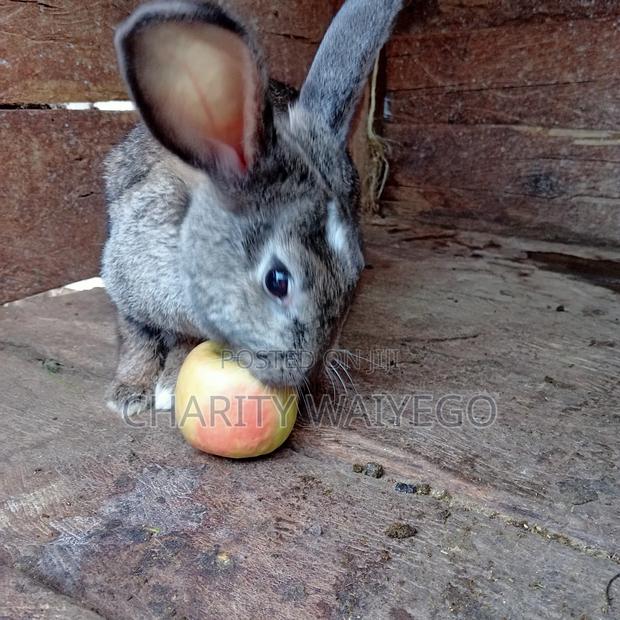 Quality Rabbits - thumbnail 13