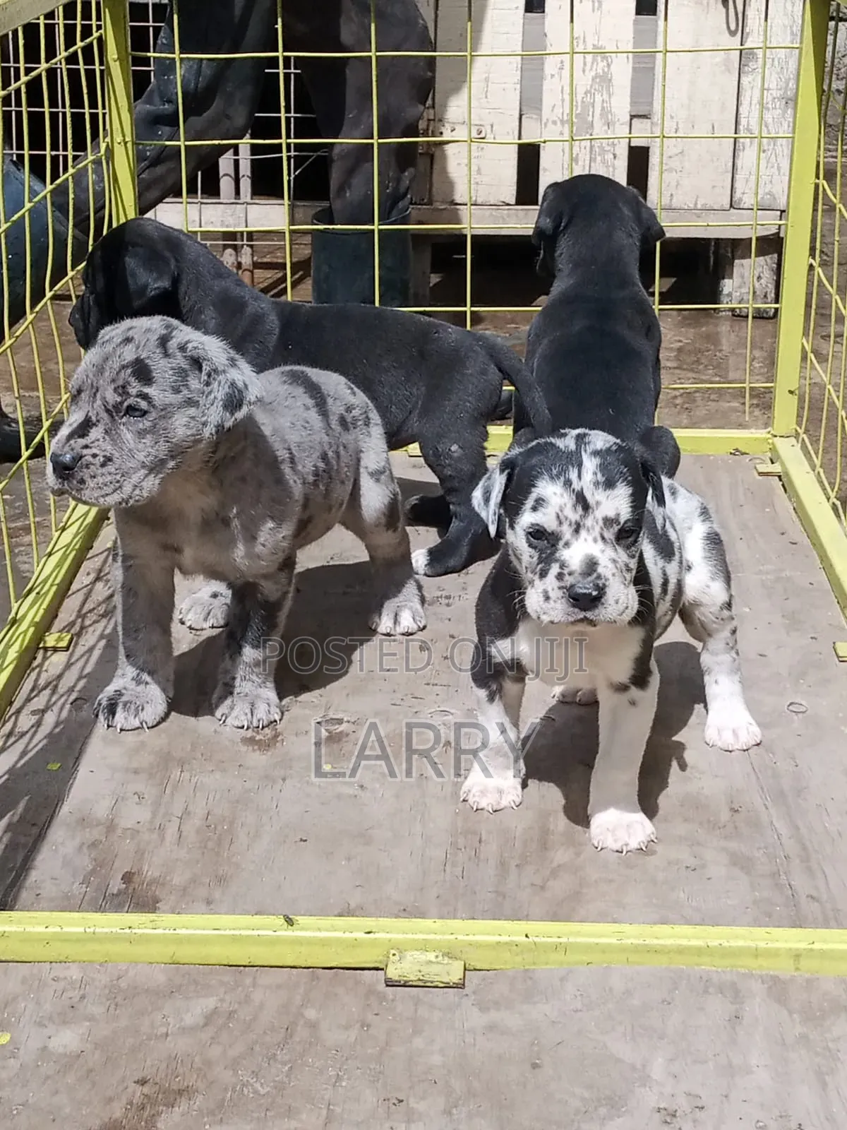 1-3 months Female Purebred Great Dane