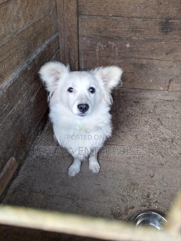 3-6 months Male Purebred Japanese Spitz