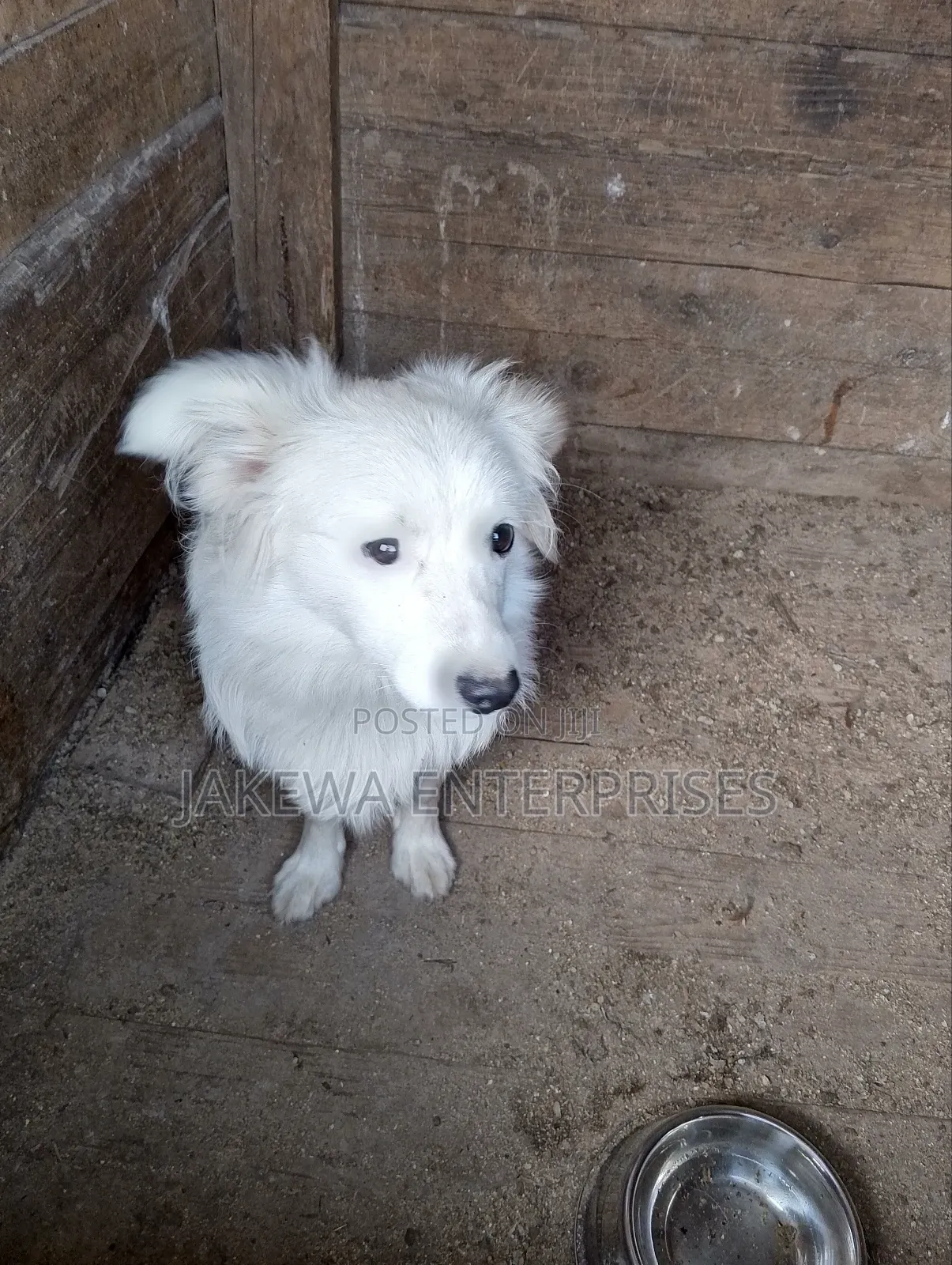 3-6 months Male Purebred Japanese Spitz