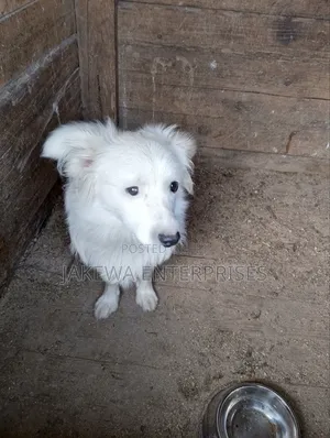 3-6 months Male Purebred Japanese Spitz