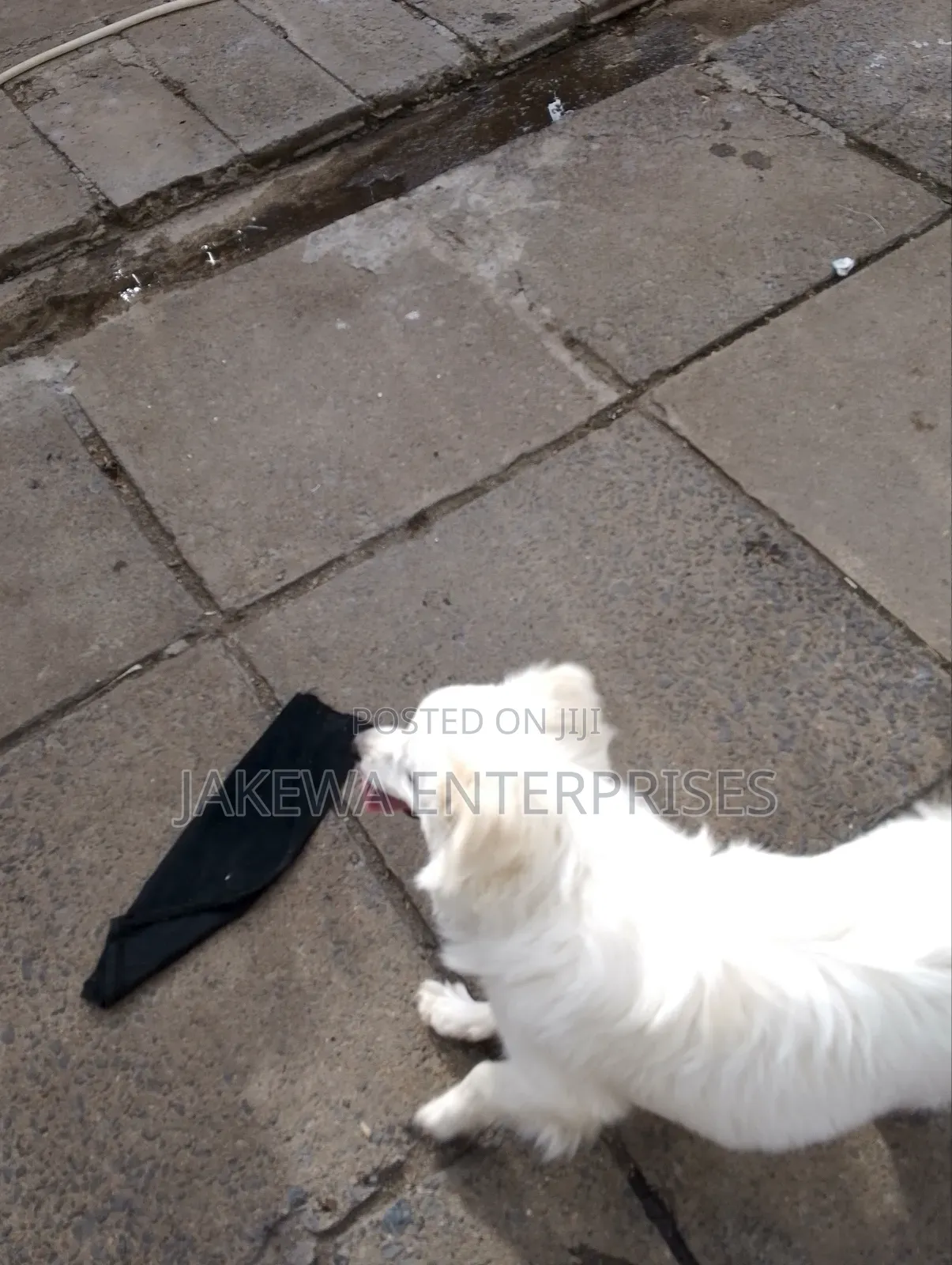 3-6 months Male Purebred Japanese Spitz