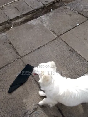 3-6 months Male Purebred Japanese Spitz