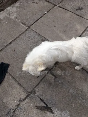 3-6 months Male Purebred Japanese Spitz