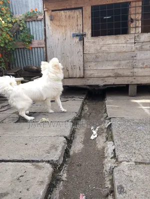 3-6 months Male Purebred Japanese Spitz