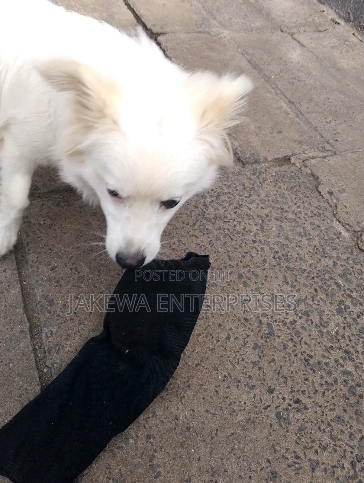 3-6 months Male Purebred Japanese Spitz